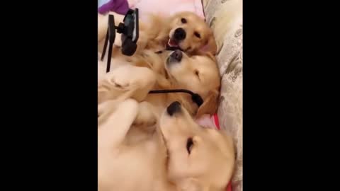 My dog and his friends watching movie in mobile