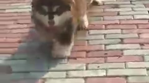 Baby_Dogs_-_Cute_and_Funny_Dog_Video