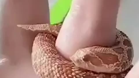 this snake is more of a human. This is amazing........