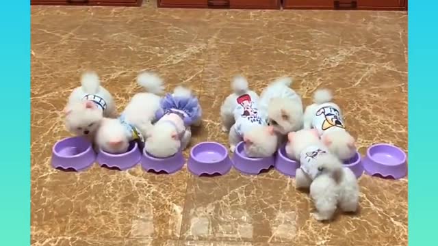 13 cute and funny dogs complaints
