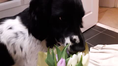 When your dog gives you flowers