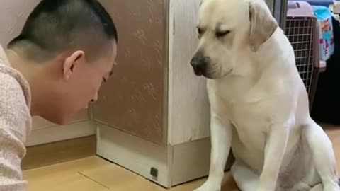 Is This Dog Deaf or Emotional? or What?