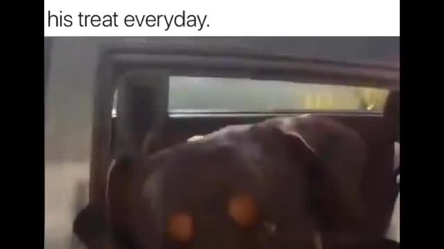 Funny dog ONE MAN