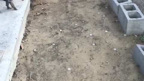 Intimidating Rooster
