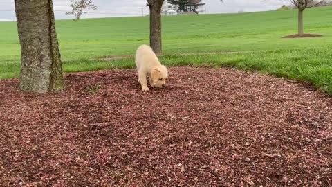 9 week golden retriever puppy playing