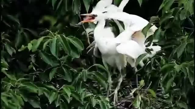 The crane family is slowly growing up