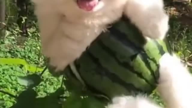 Bored Puppy Swinging From Melon-Pants Swing