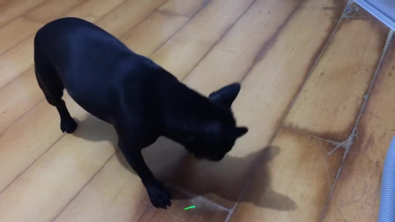 Bulldog playing with laser and dancing tap dance.