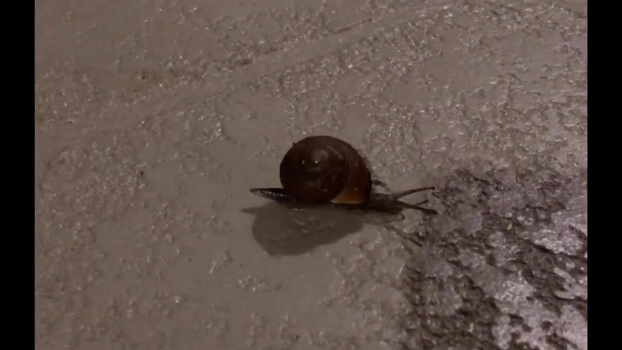 A snail’s evening stroll