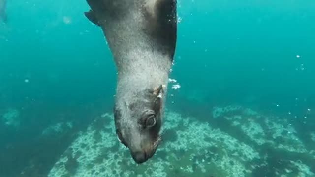 Seal On The Beach · Enjoying In Sea