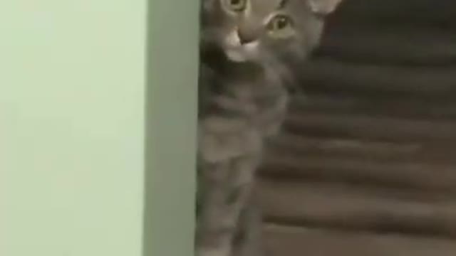 4.wird cat look 😅 #shorts