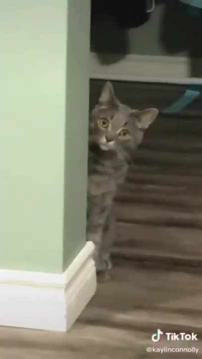 4.wird cat look 😅 #shorts