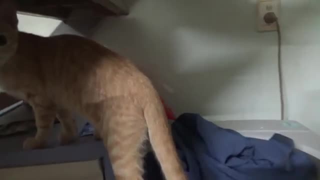Cat reaction 😺😺😺😺😂😂😂😂