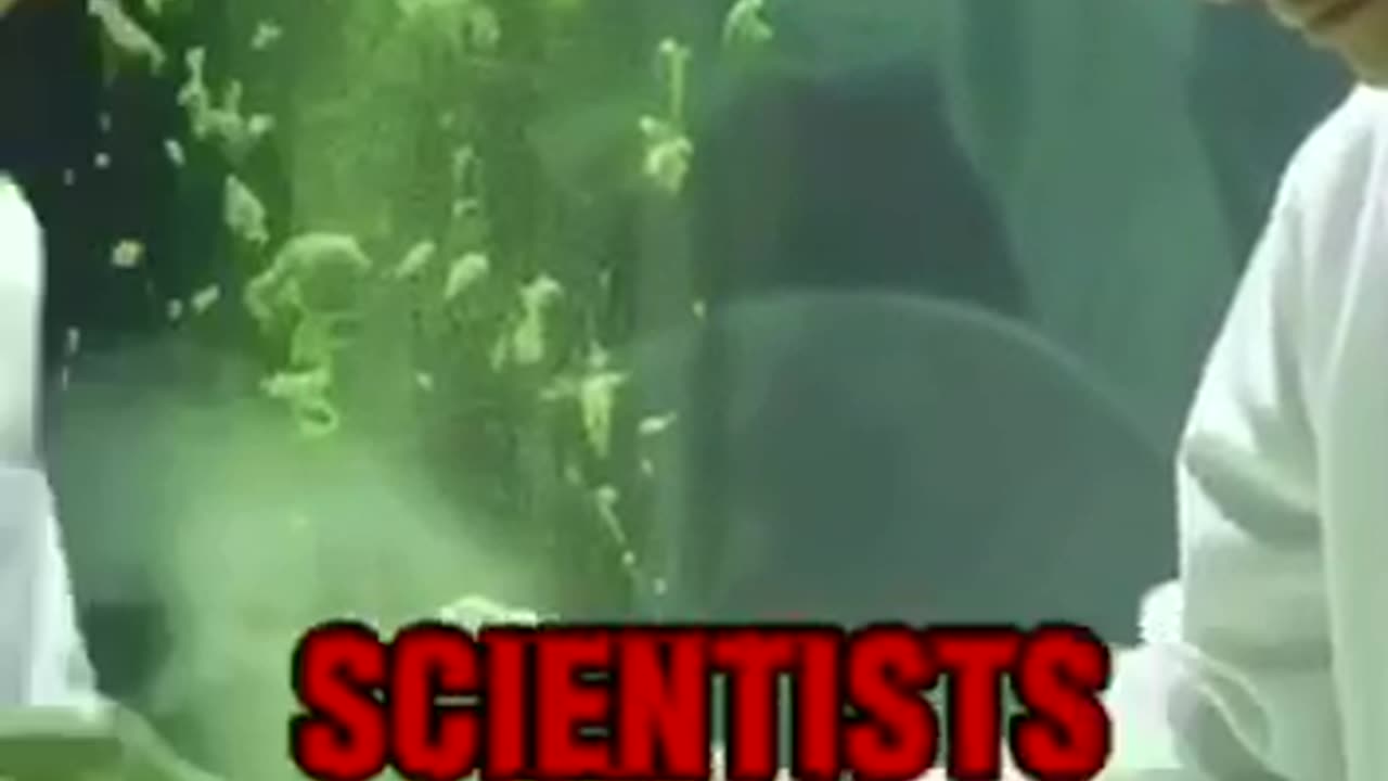 Moringa powder prevents and cures cancer