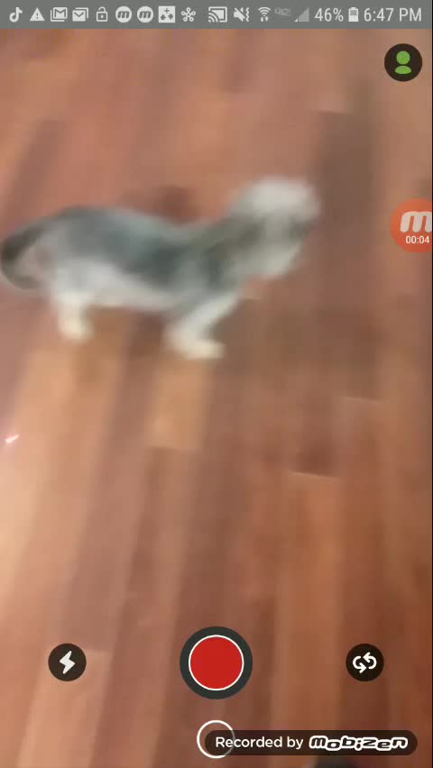 Crazyyy dog thinks it's a cat