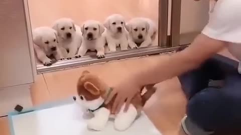 Teaching man cute puppies