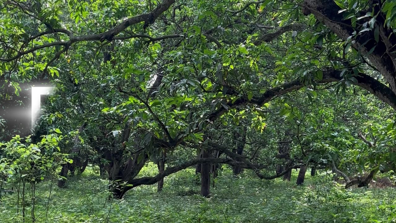 "Bihar's Mango Gardens: A Tranquil Retreat Amidst Nature's Melody"