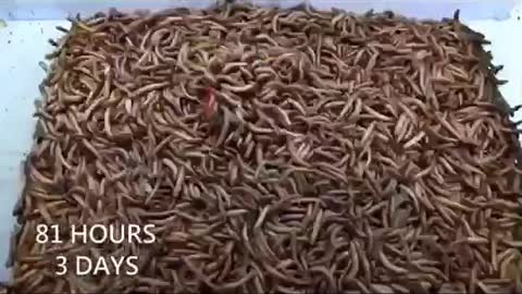 Mealworms and pappers