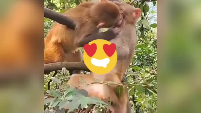 FUNNY MONKEY ENJOYING DEEP KISS