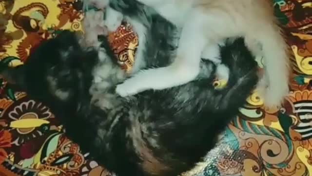 Cute Kitten Video #reel #short #pets