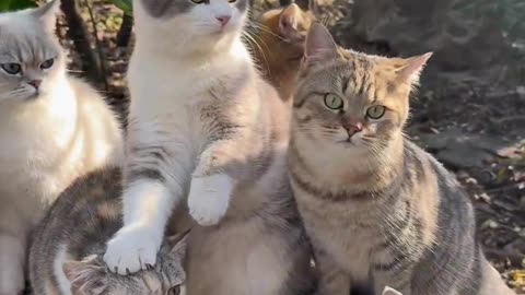Cute And Funny Cats 😍😍😅😅 #viral #shorts #reels #cat #cats #pets