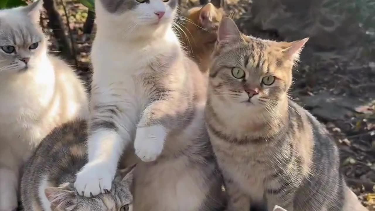 Cute And Funny Cats 😍😍😅😅 #viral #shorts #reels #cat #cats #pets