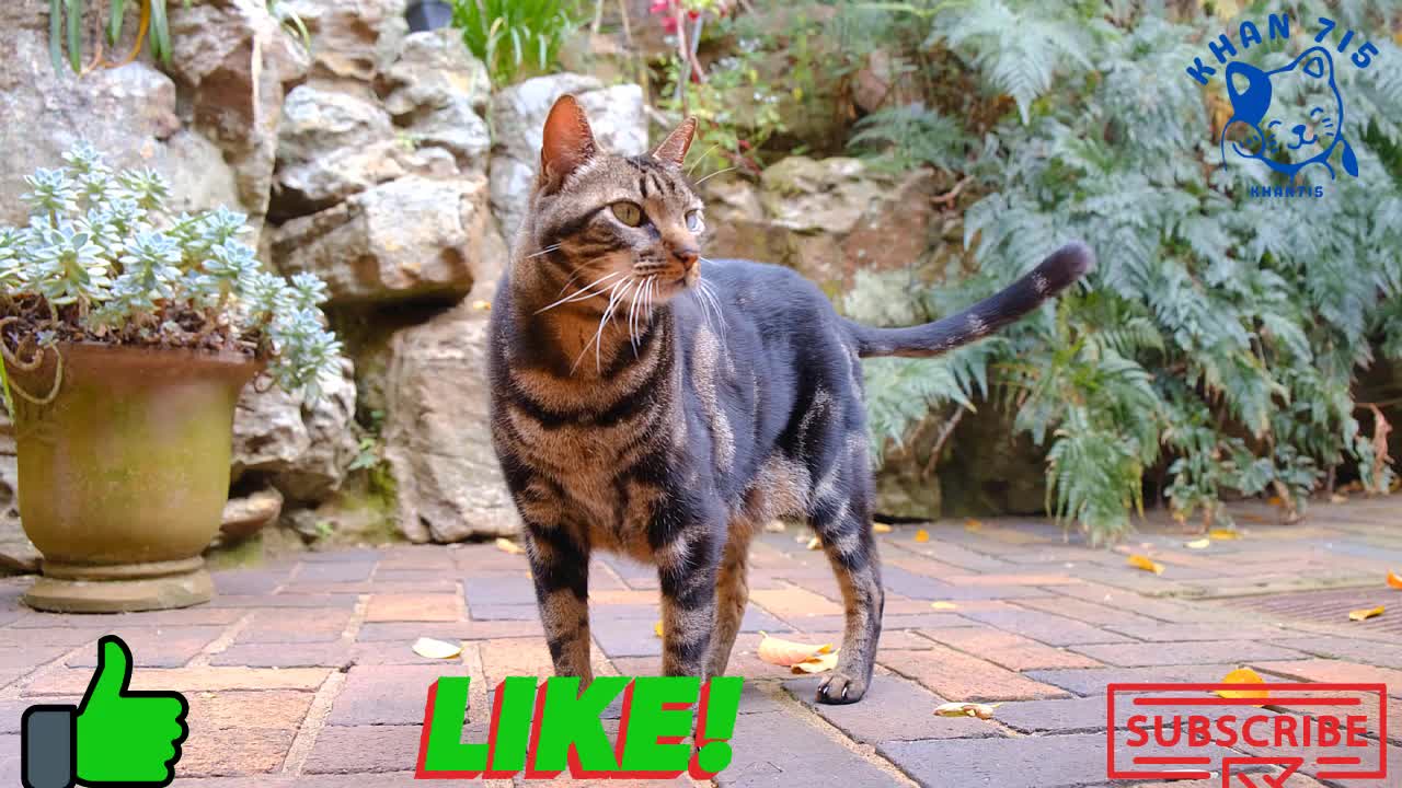 FUNNY CAT VIDEOS OF 2021 khan715