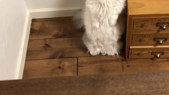 Kitty Stands to Attention