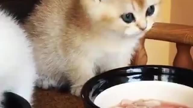 breakfast for cat