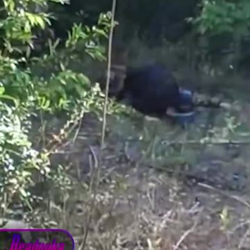 Russian soldiers clearing the Kursk border area of ​​Ukrainians sabotage and reconnaissance groups