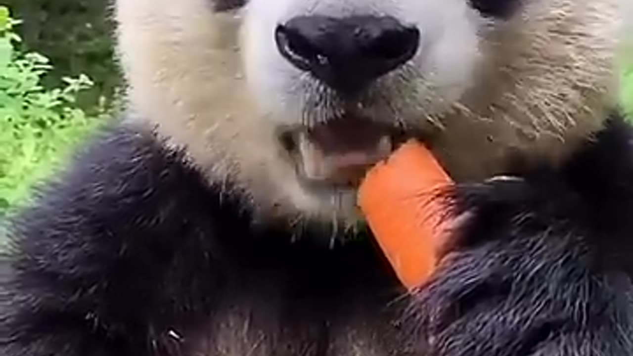 Cute Panda eating a carrot! 😍