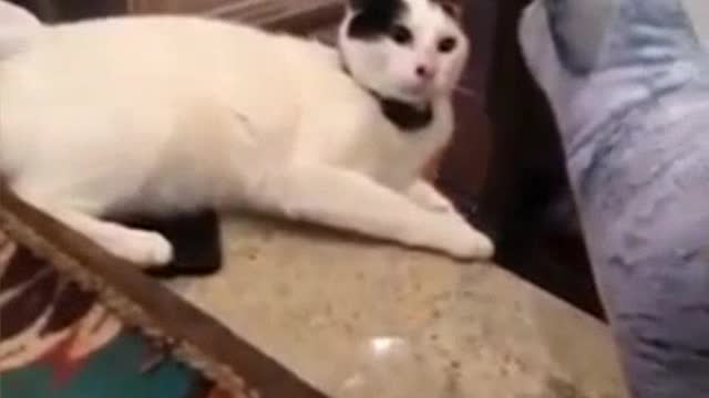 Funny cat fail LOL