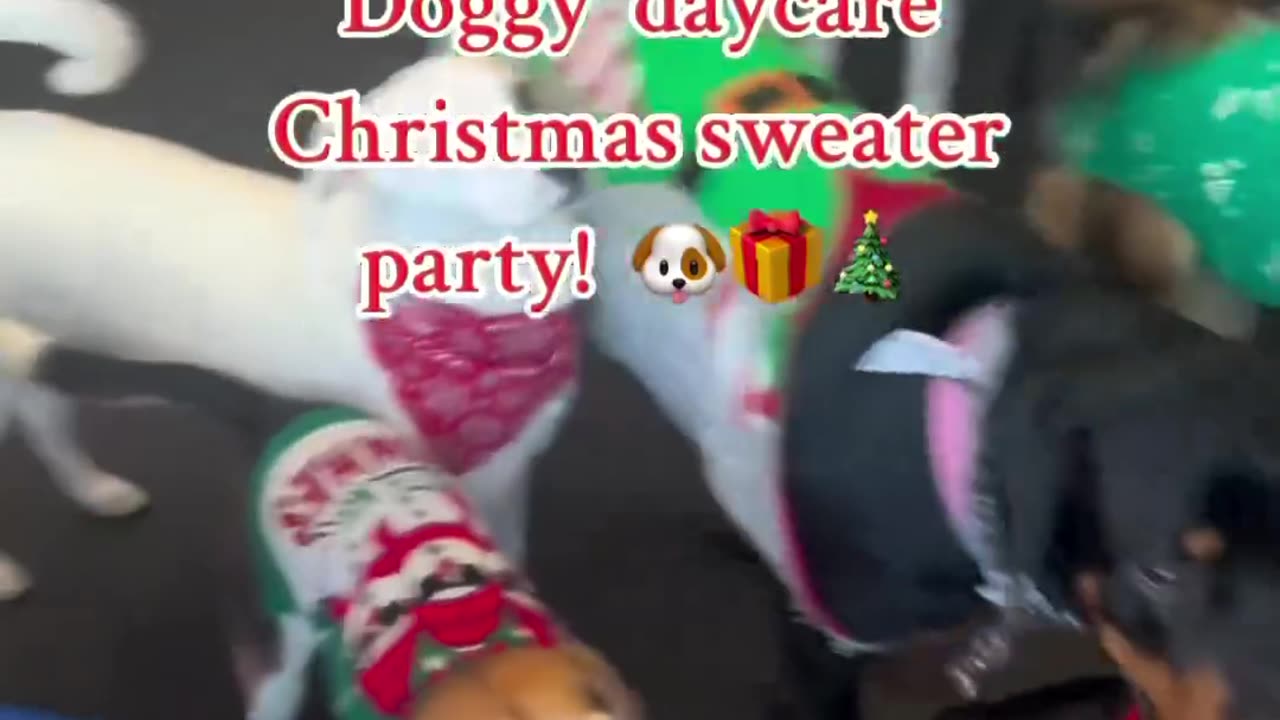 Doggy Christmas Party