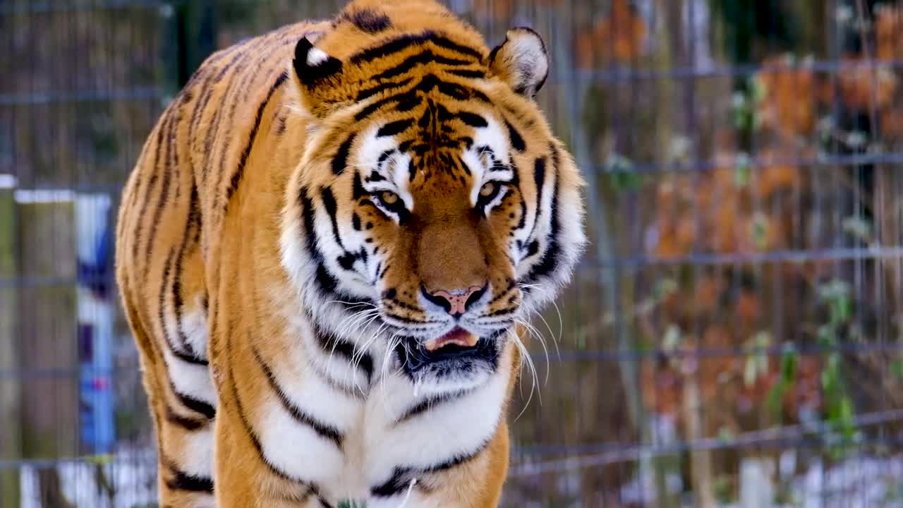 tiger's gaze