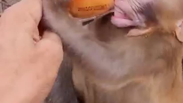 Adorable Baby Monkey Struggles to Open Snack Cake