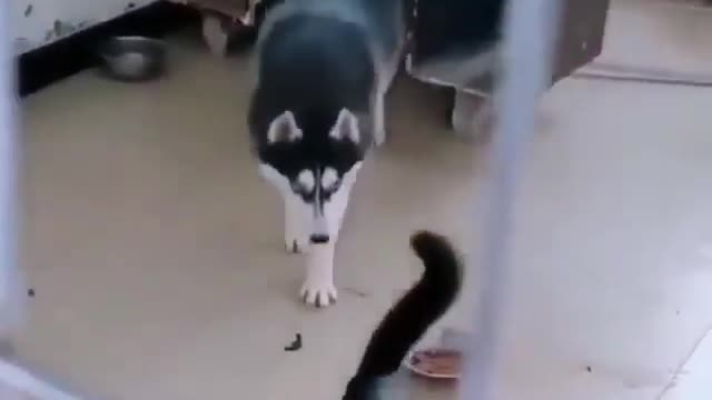 Funny cat and dog are always fighting 😆😆😆😆