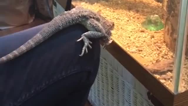 James being dumb