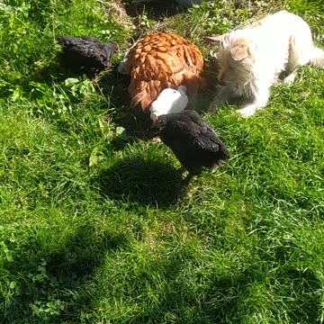 Goldi, Luna and baby chicken. Happy day 💚