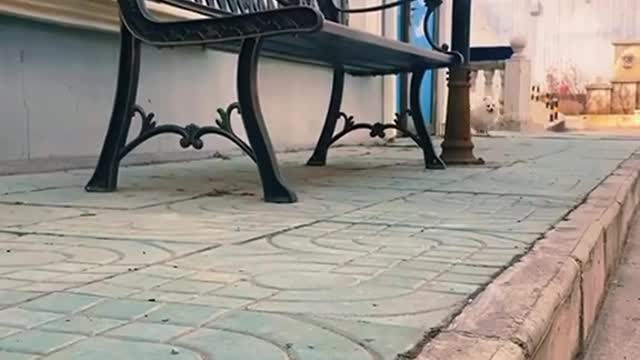 Funny dog