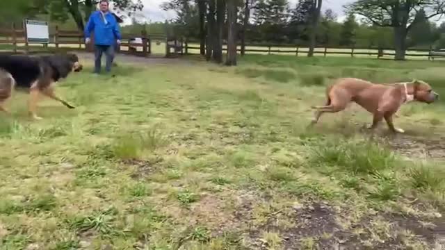 Pitbull vs German Shepherd