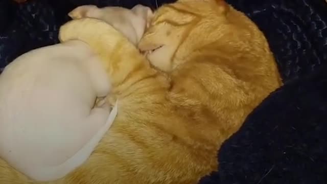 Tiny Dog Wants To Play with Bigger Cat Siblings | The Dodo