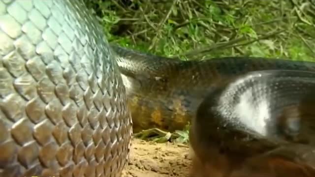 Giant swamp anaconda