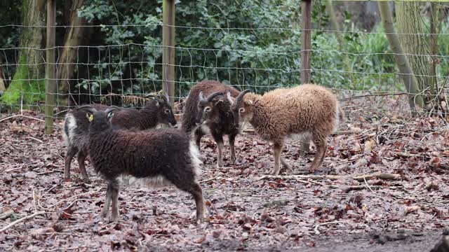 Soay sheep headbutting