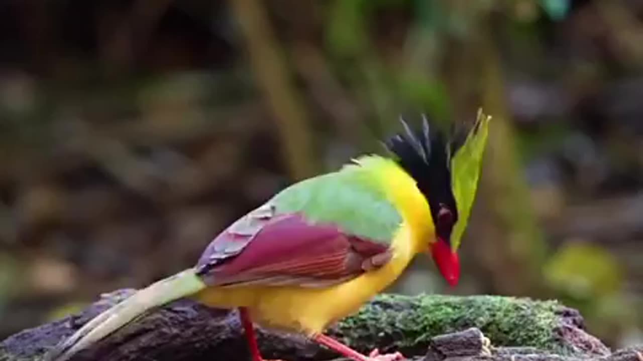 The Common Green Magpie Is A Member Of The Crow Family~It Is Found From The Lower Himalayas This Bird Seeks Food Both On Ground And In Trees