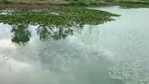 A beautiful lake, the water can be used refreshing