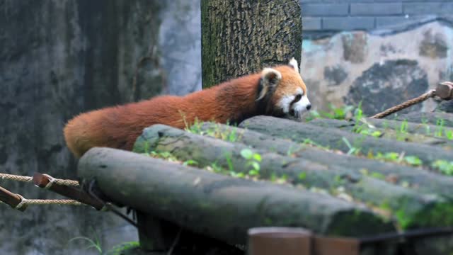 Daily life of the giant panda