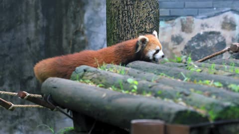 Daily life of the giant panda