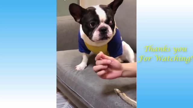 Cute cat And dog Funny Animals video
