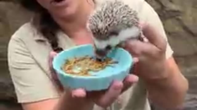 Meu porco espinho favorito