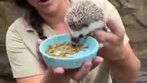 Meu porco espinho favorito